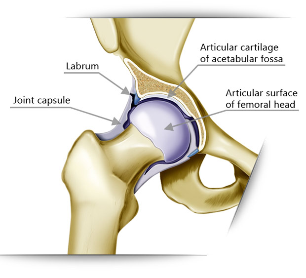 Anatomia di un'anca sana